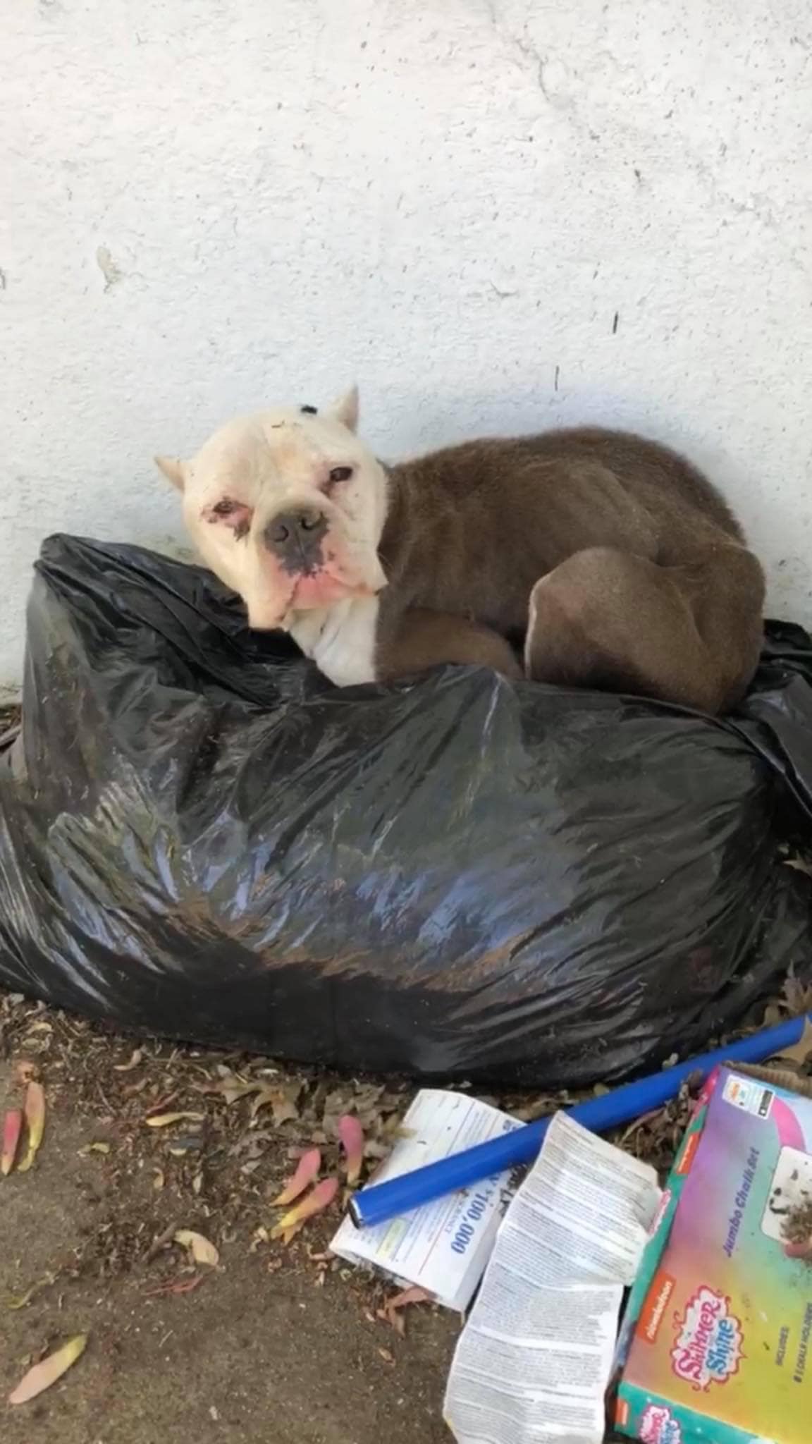 dog laying on trash