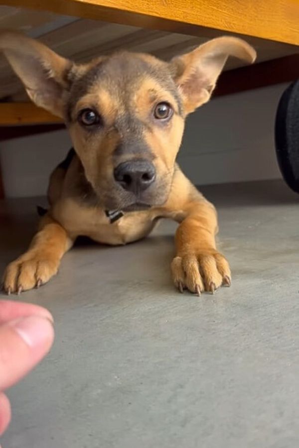 dog laying under bed