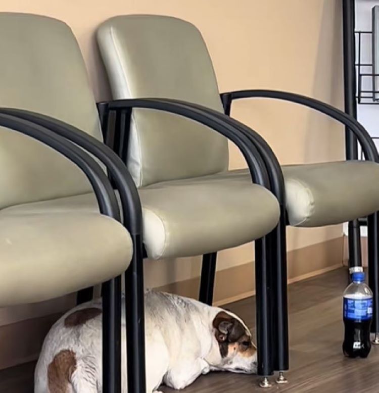 dog laying under chair