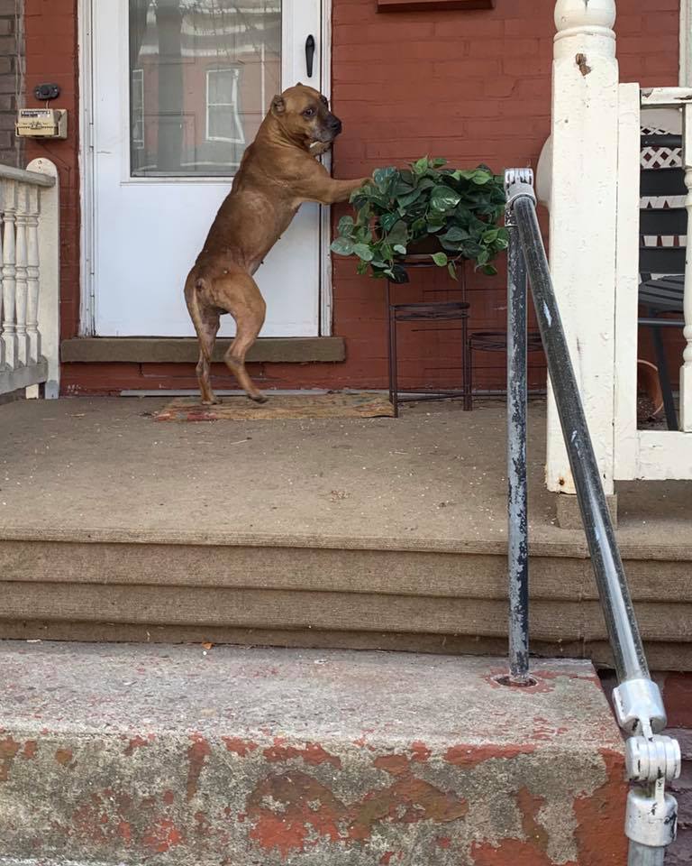 dog leaning at the front door