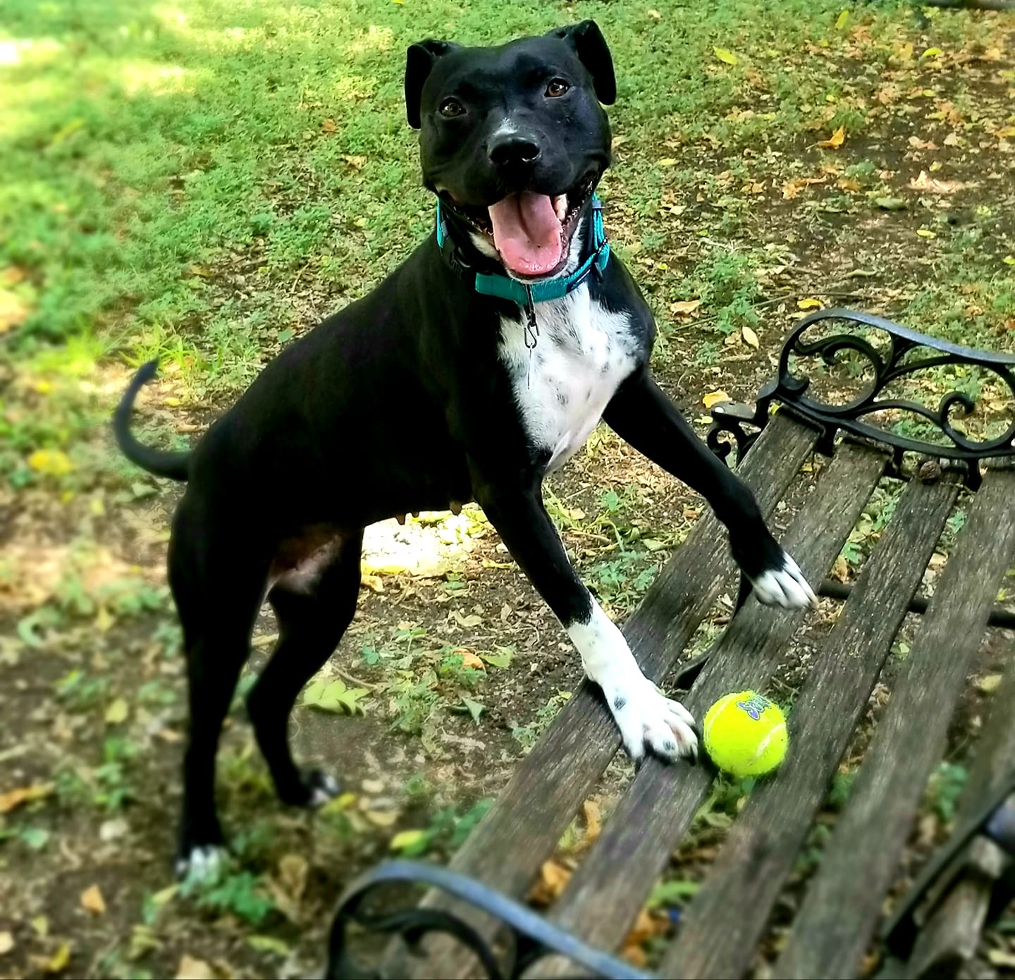 dog leaning on bench