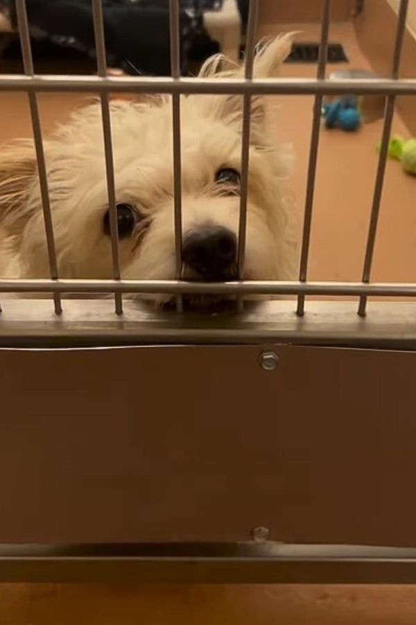 dog leaning on kennel bars 