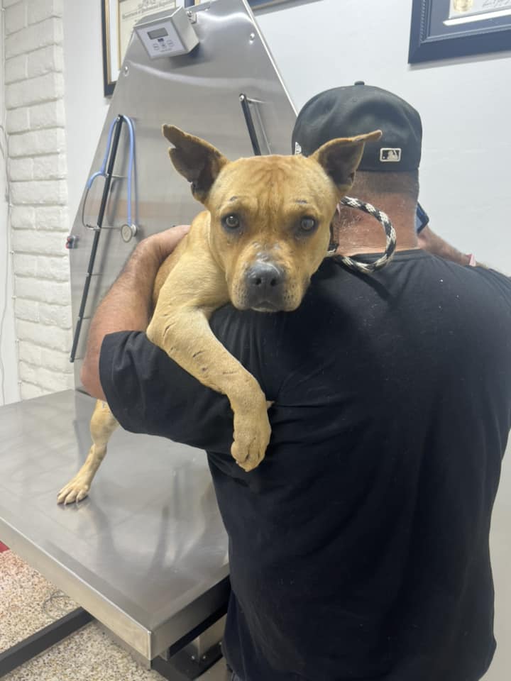 dog leaning on man's shoulder 