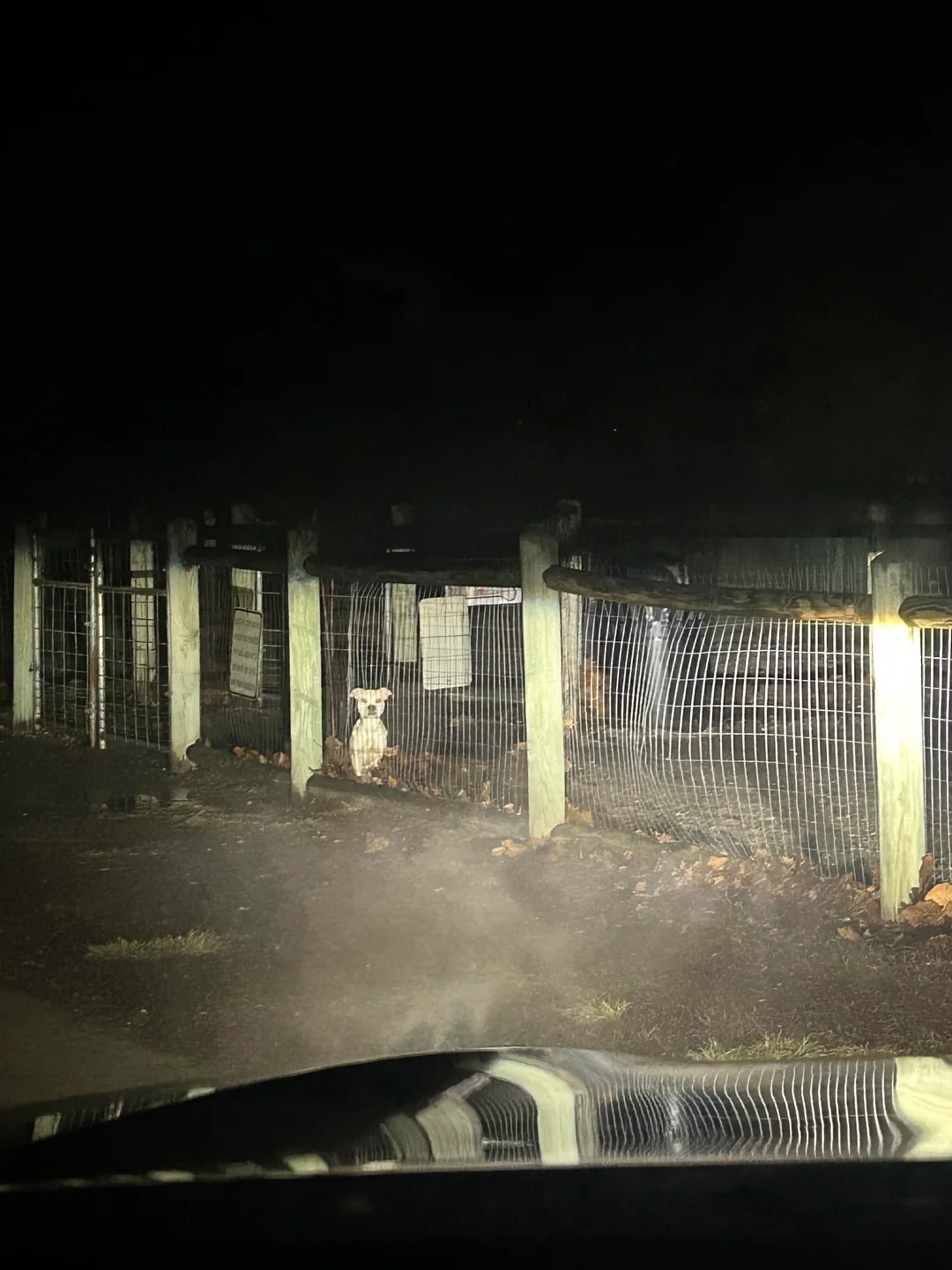 dog left in dog park