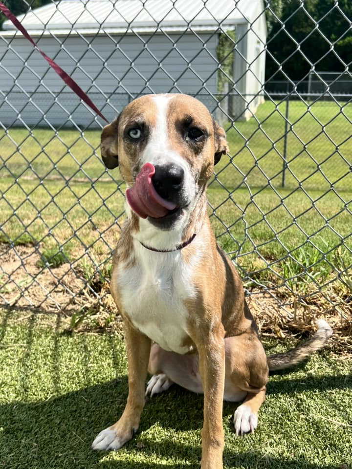 dog licking his face