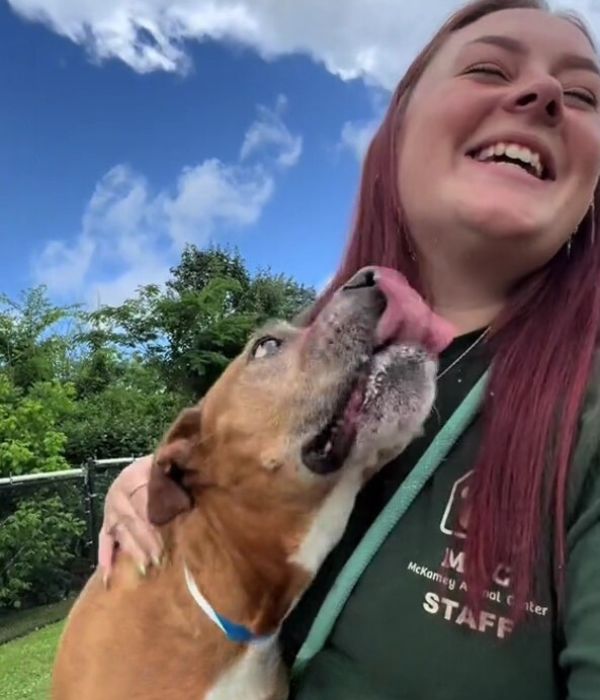dog licking woman's face