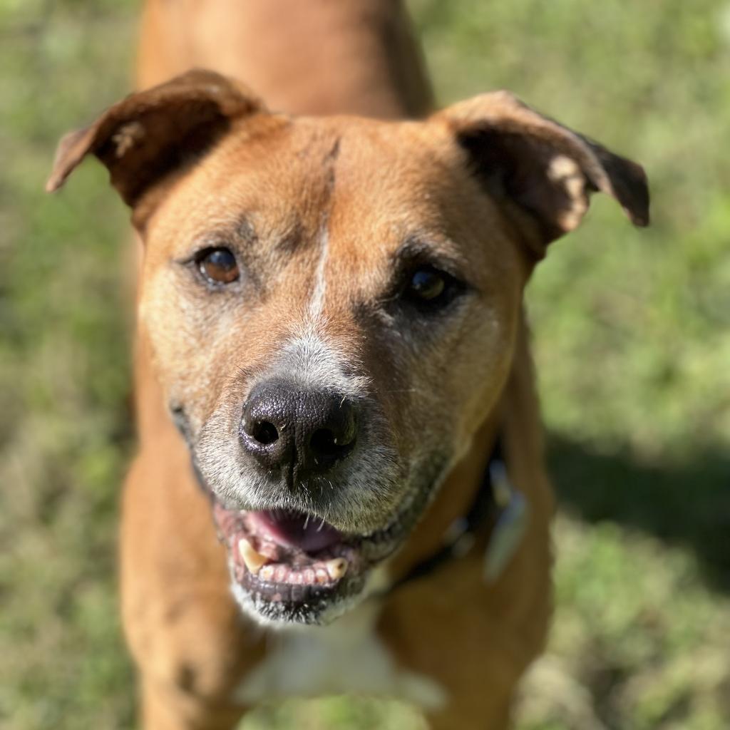dog looking at the camera
