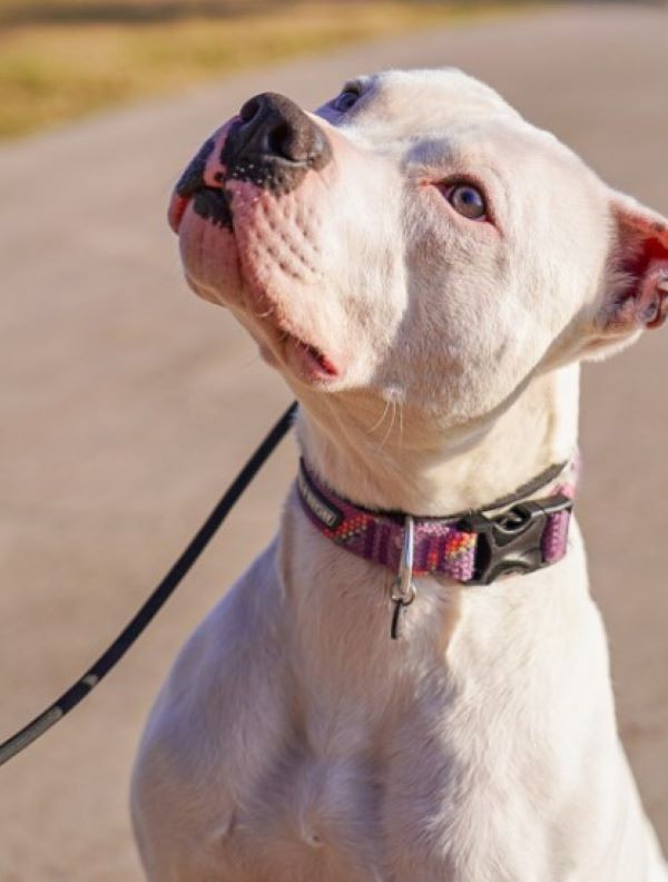 dog looking up