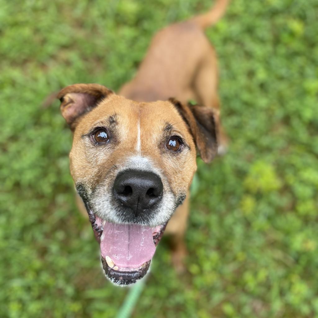 dog looking up