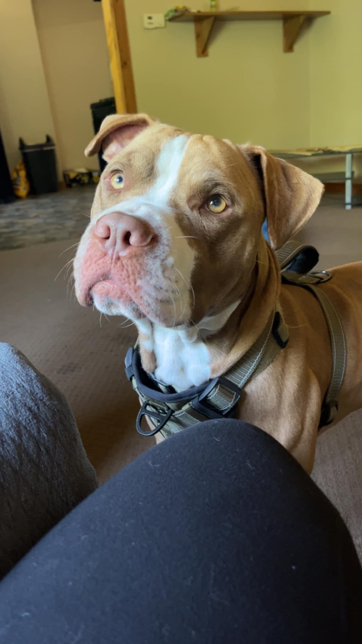 dog looking up at human