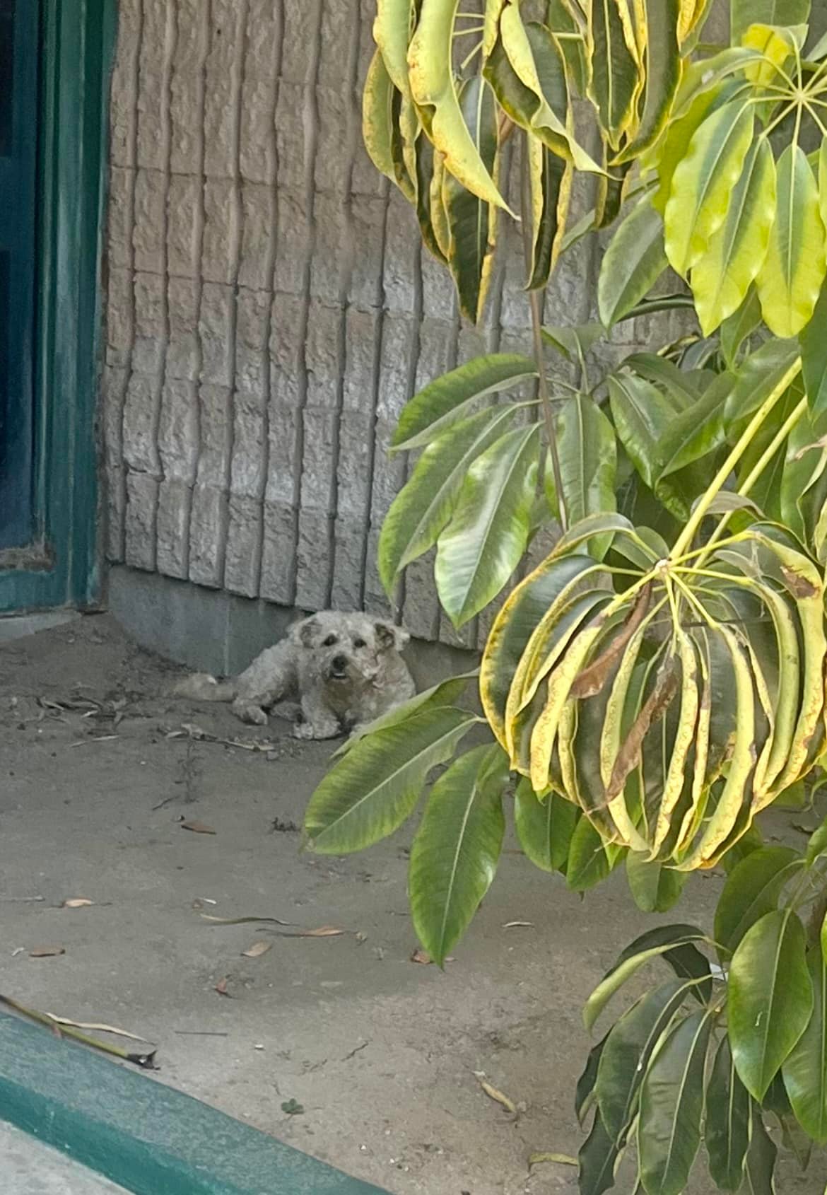 dog looking up from the street 
