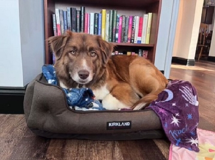 dog lying in a bed