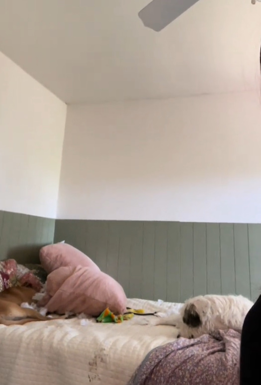 dog lying in bed
