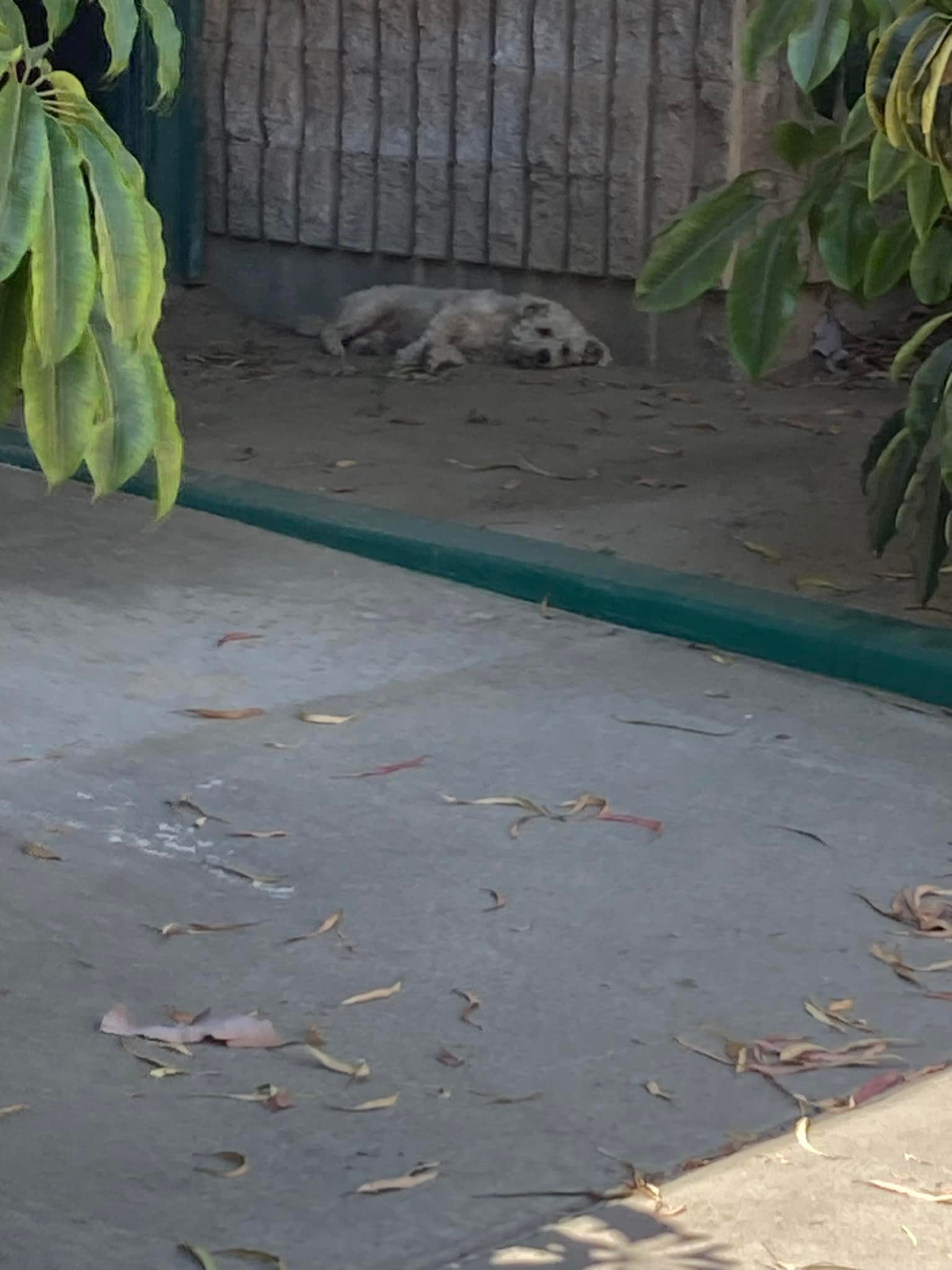 dog lying in shade 