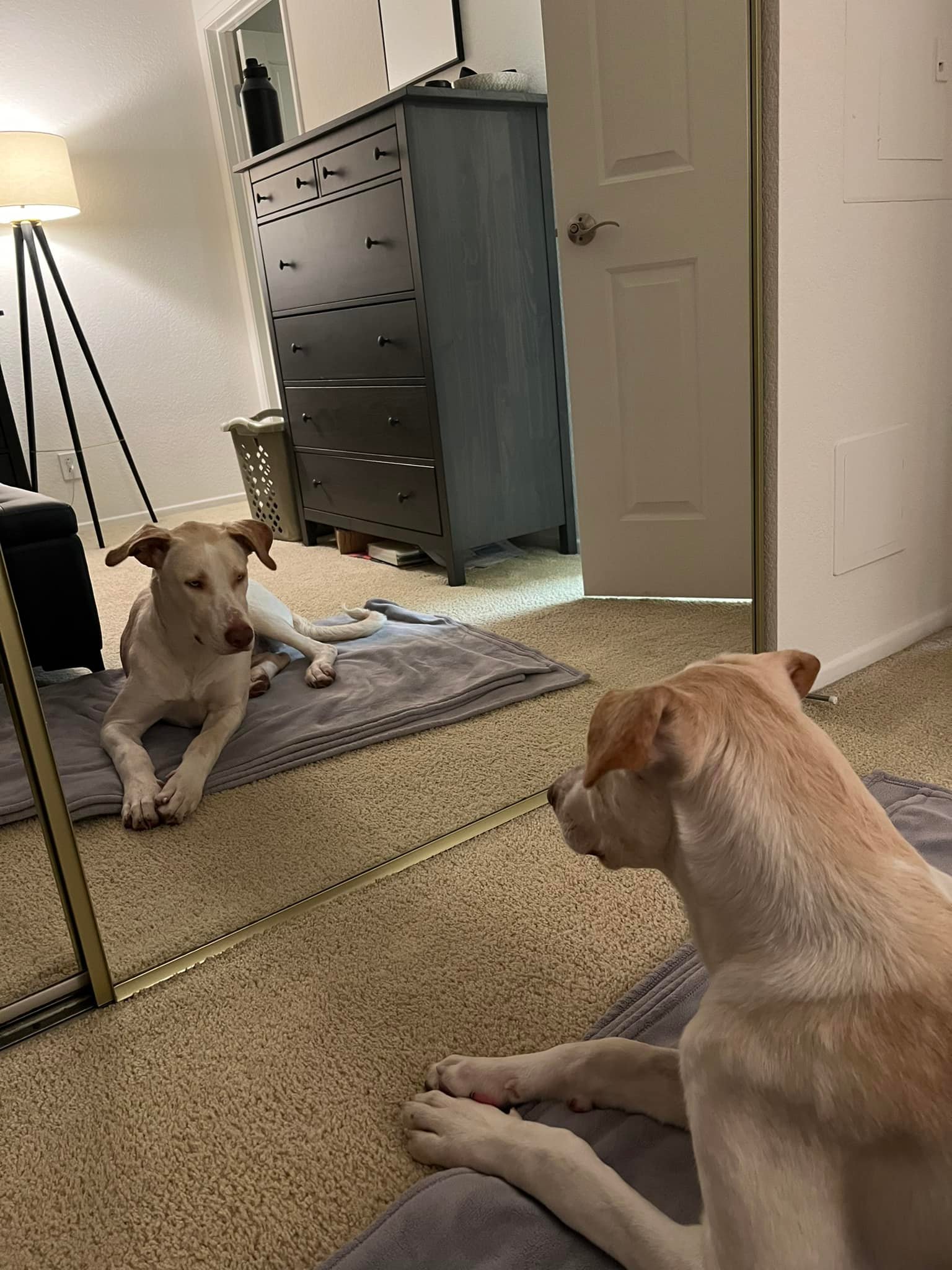 dog lying in the house