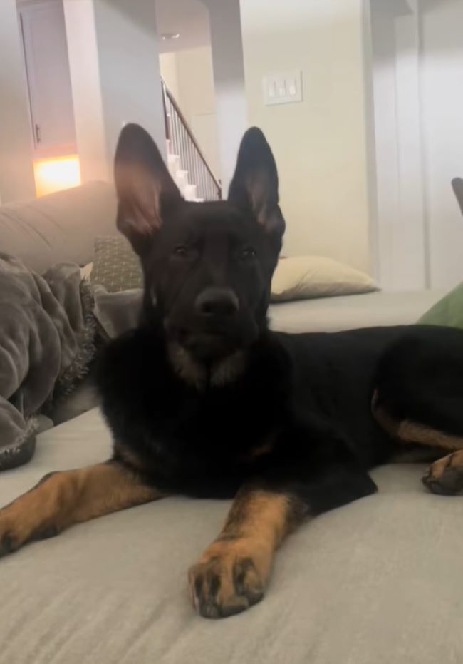 dog lying on bed 