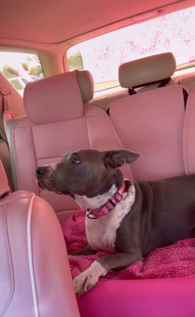 dog lying on pink blanket in the car