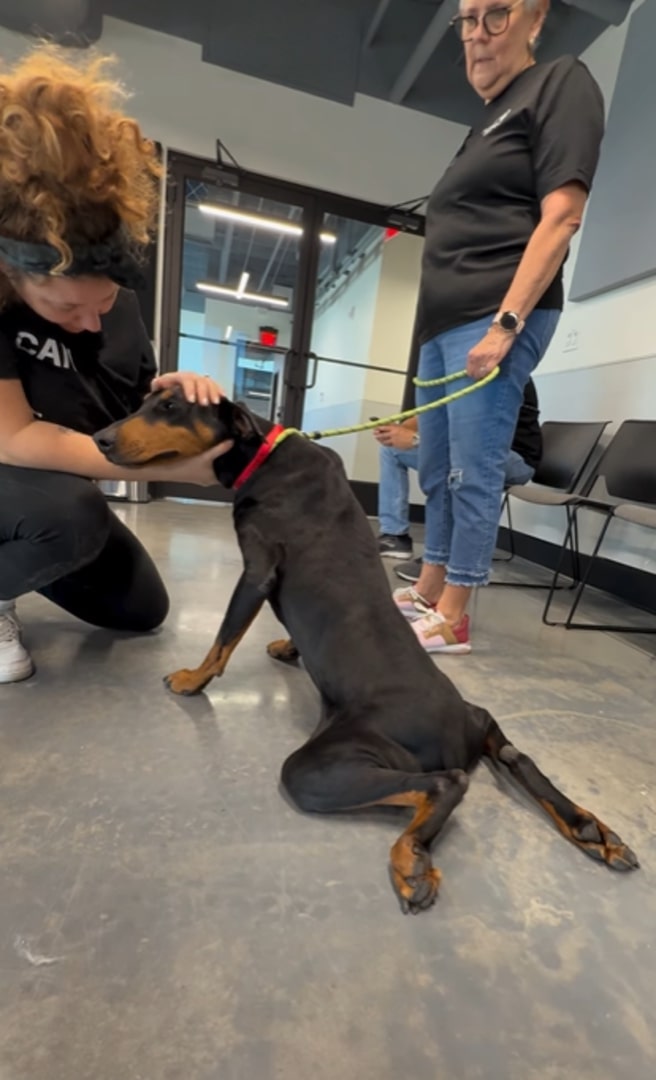 dog lying on the floor