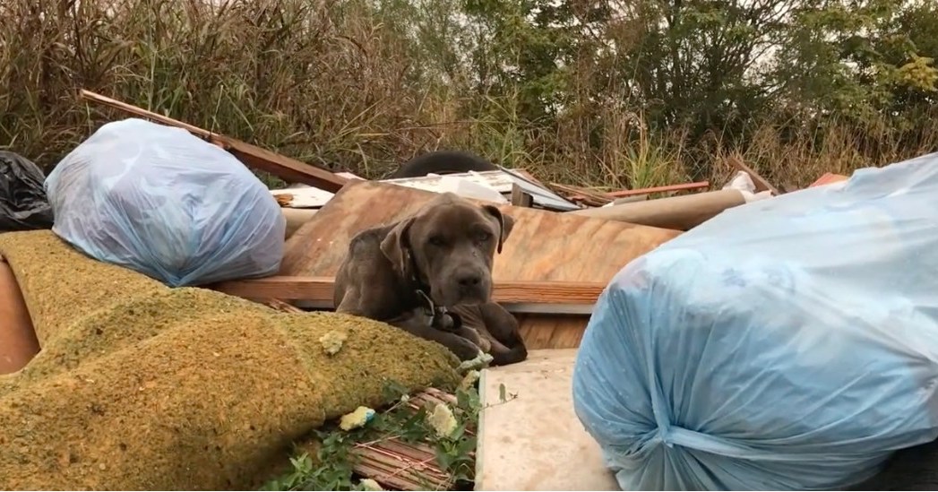 dog lying on trash 