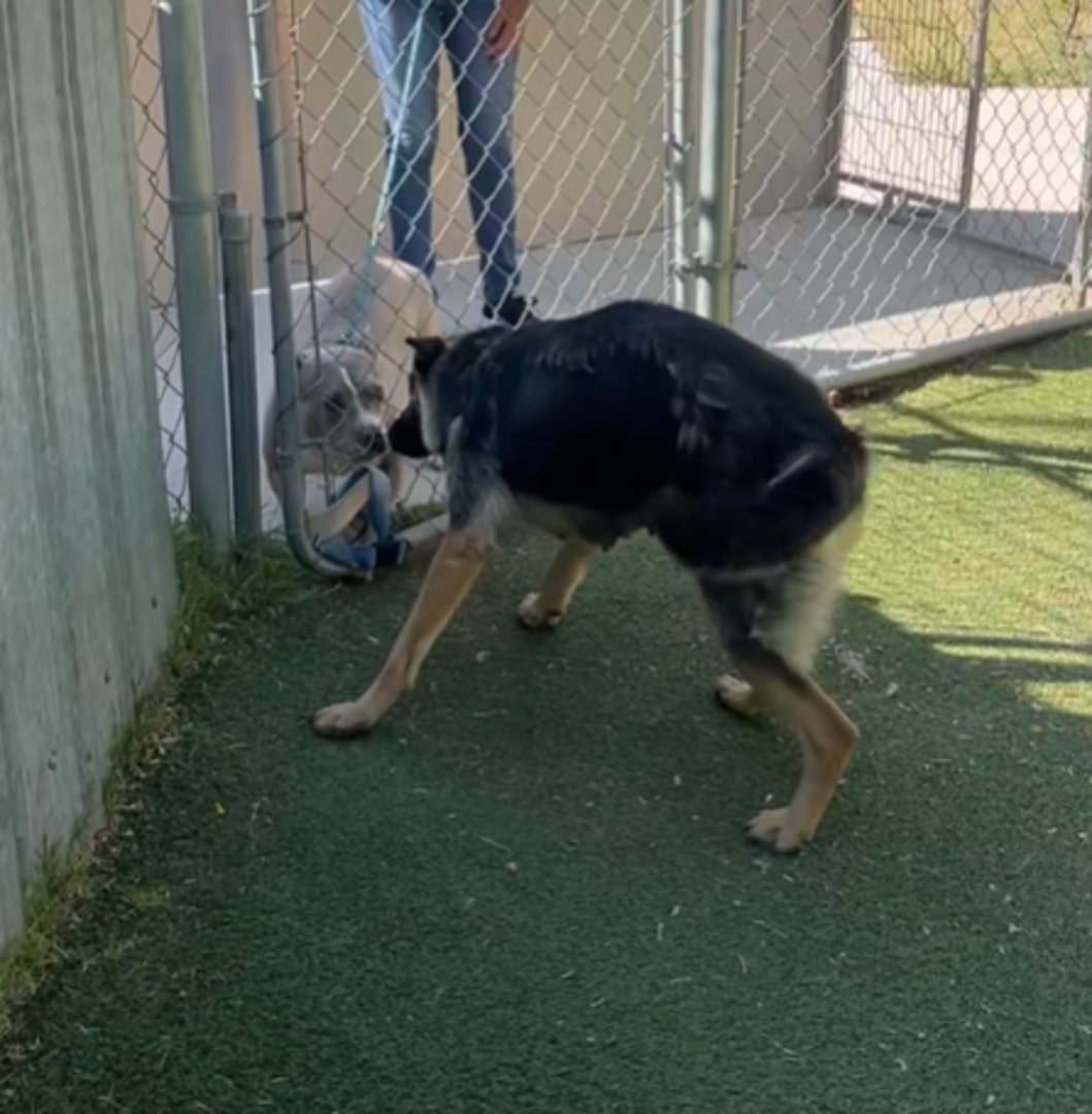dog meeting another dog