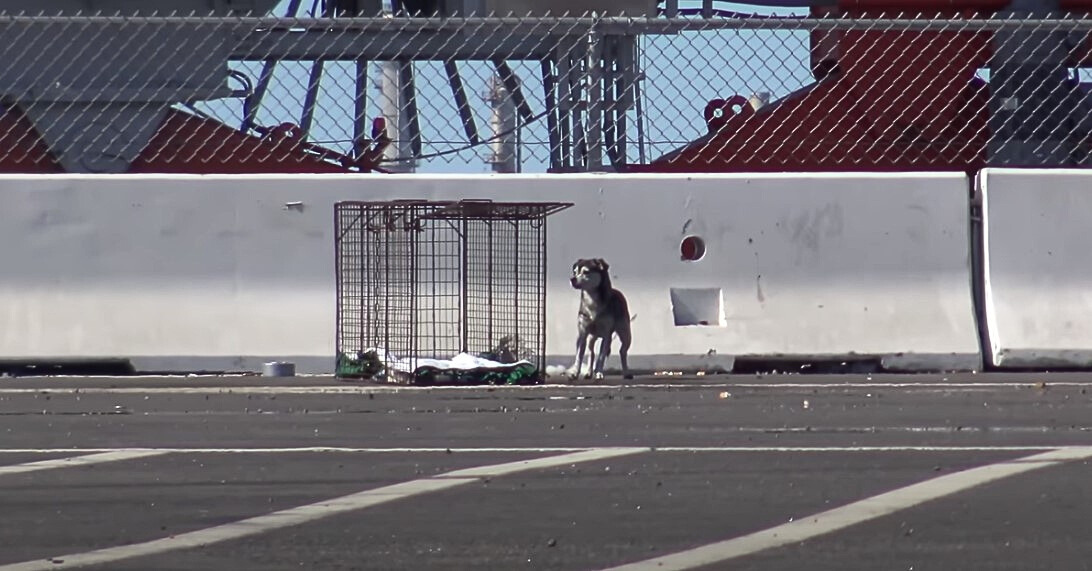 dog next to humane trap