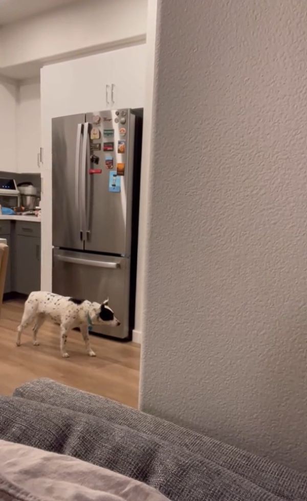 dog next to the fridge