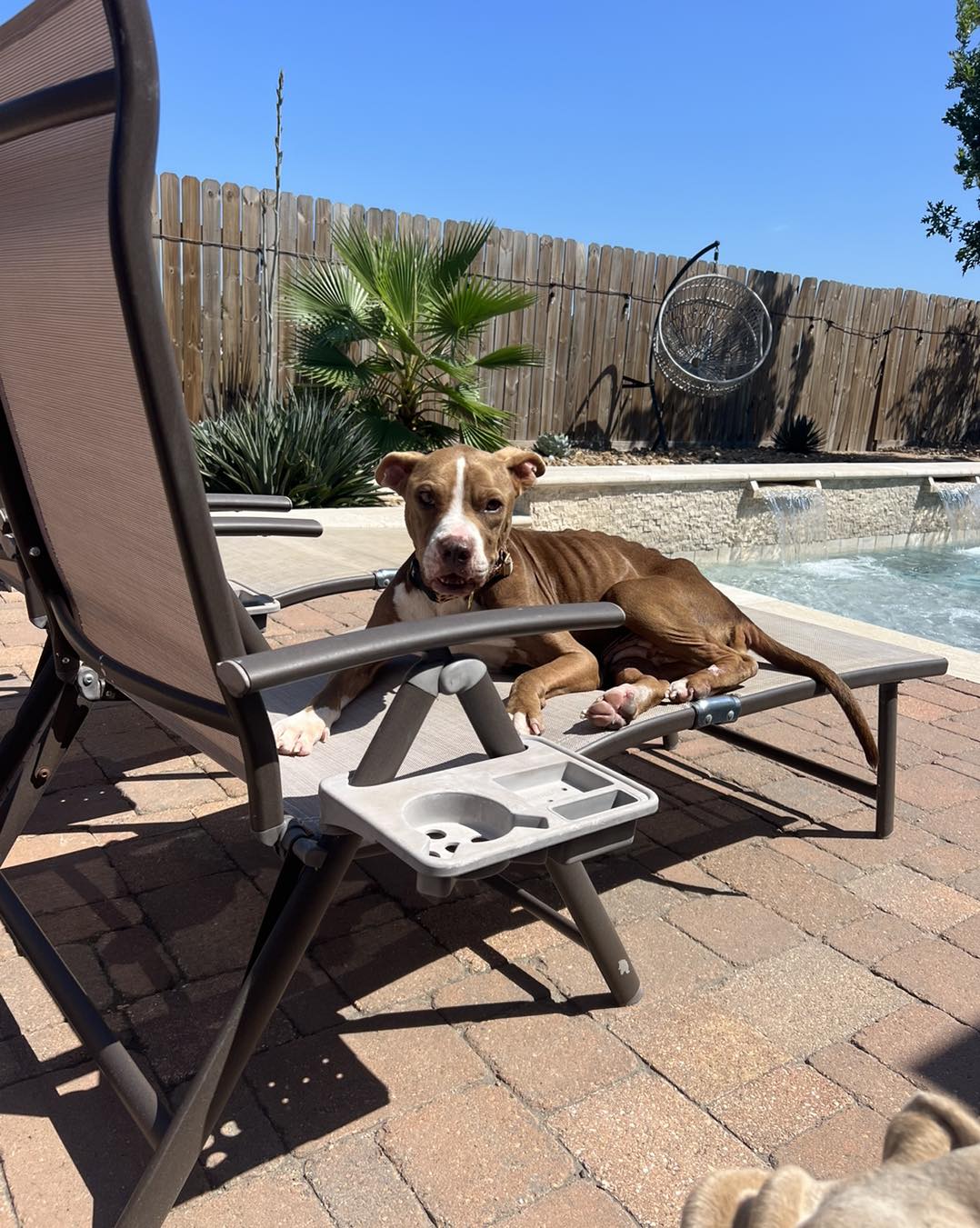 dog next to the pool