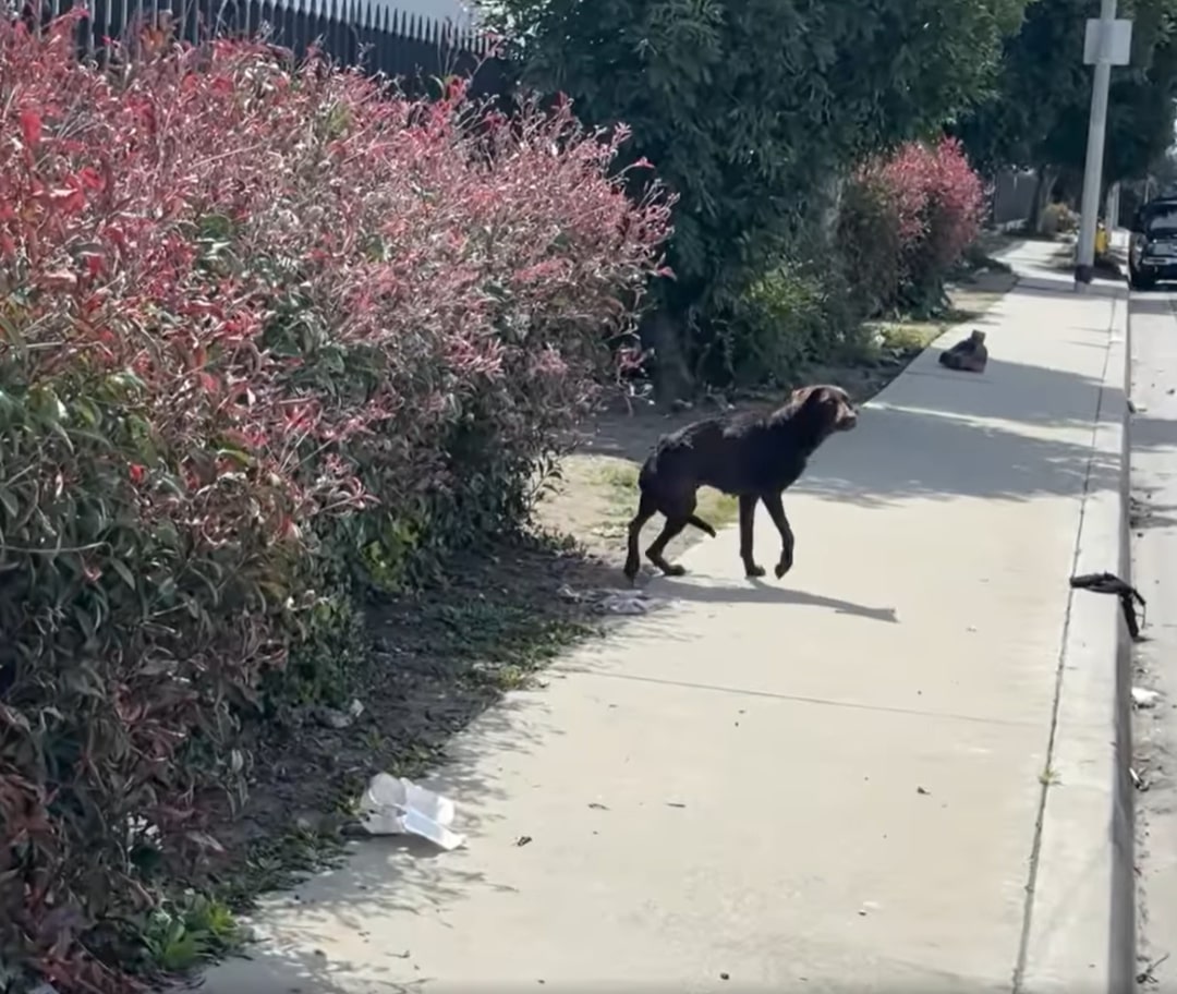 dog on a sidewalk near bushes