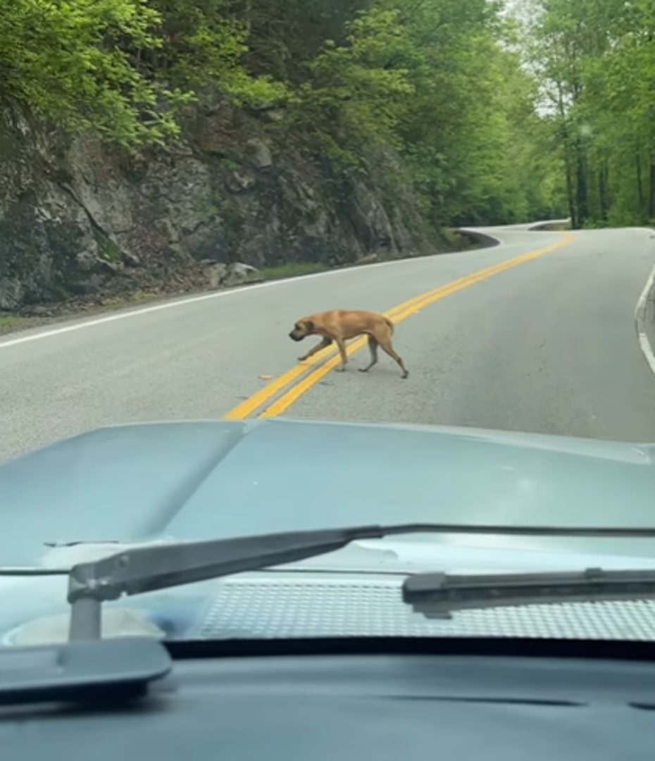 dog on busy mountain road
