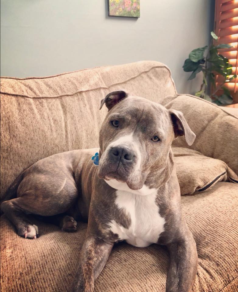 dog on couch