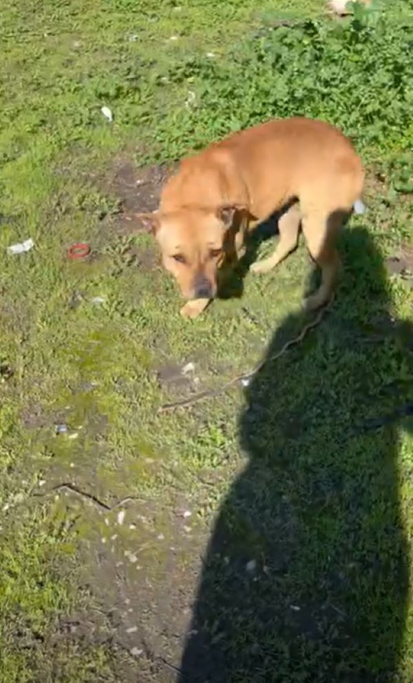 dog on grass
