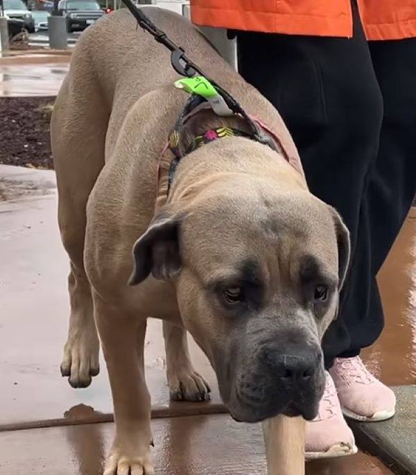 dog on leash