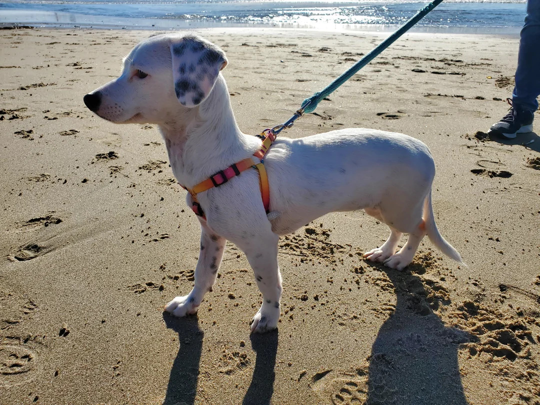 dog on leash