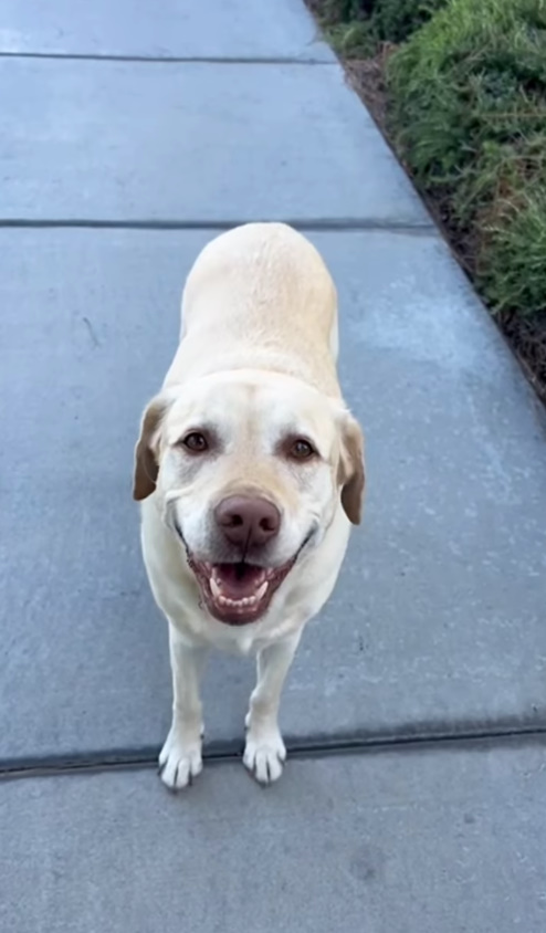 dog on pavement