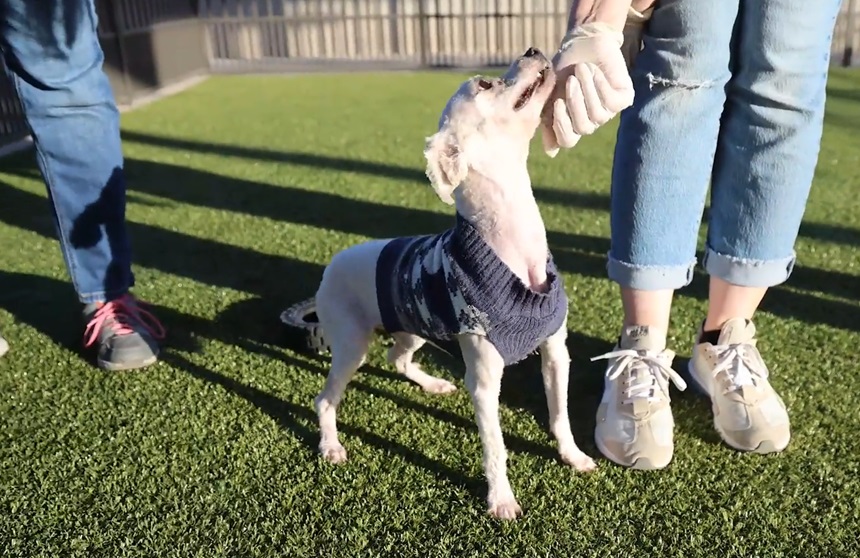 dog on playground 