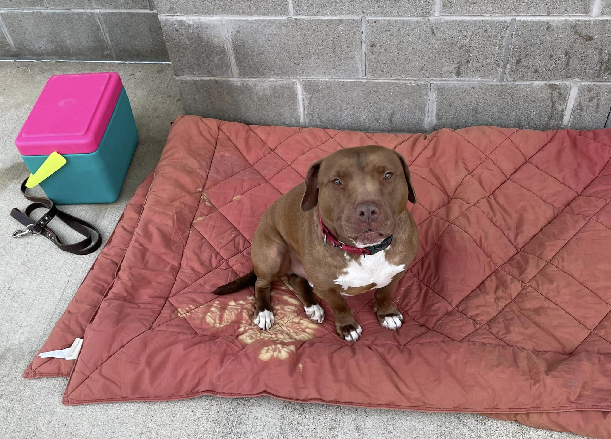 dog on red blanket