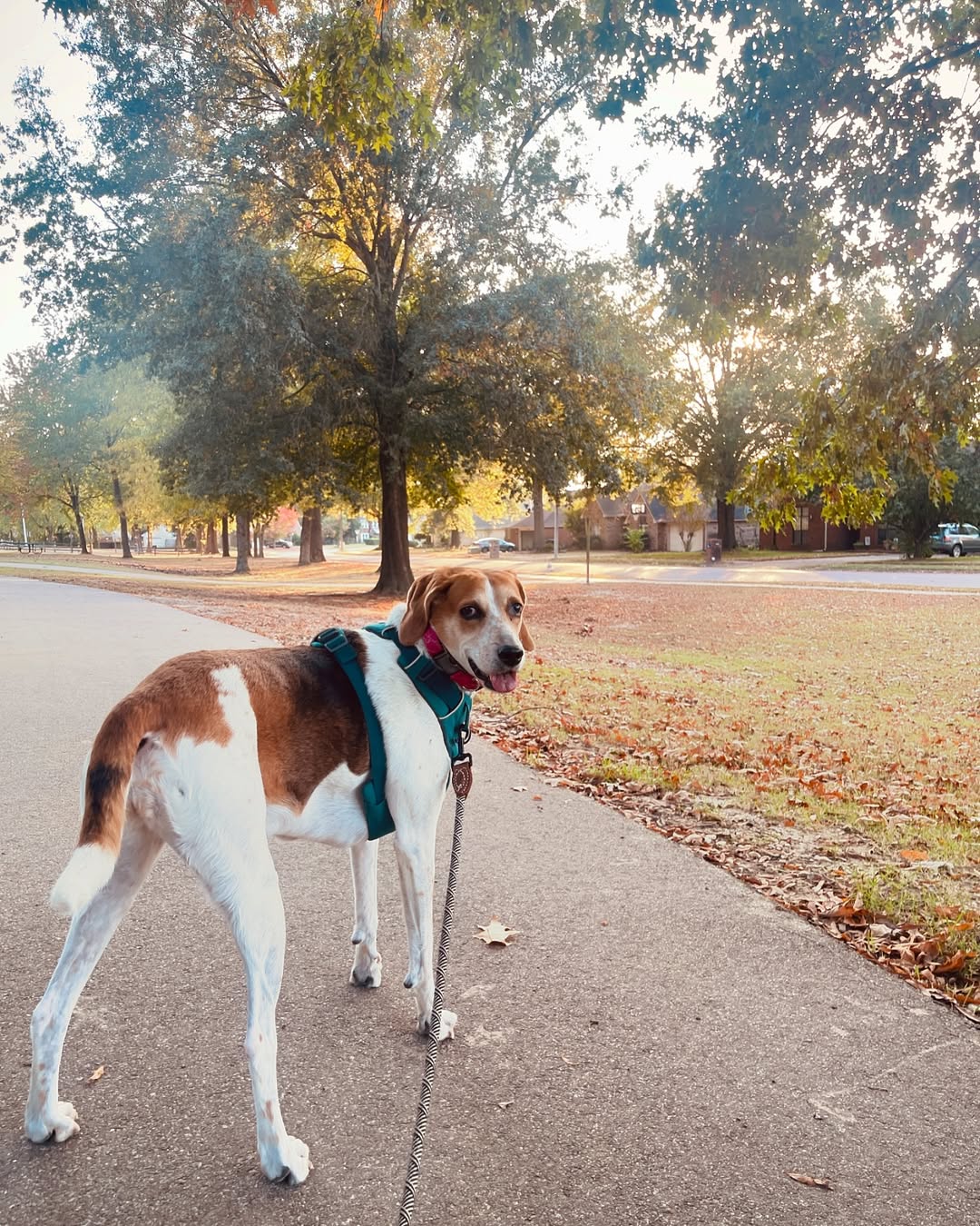 dog on road
