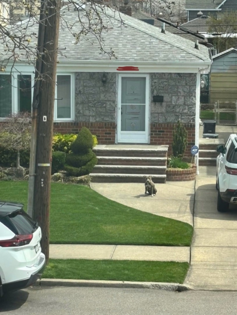 dog on street