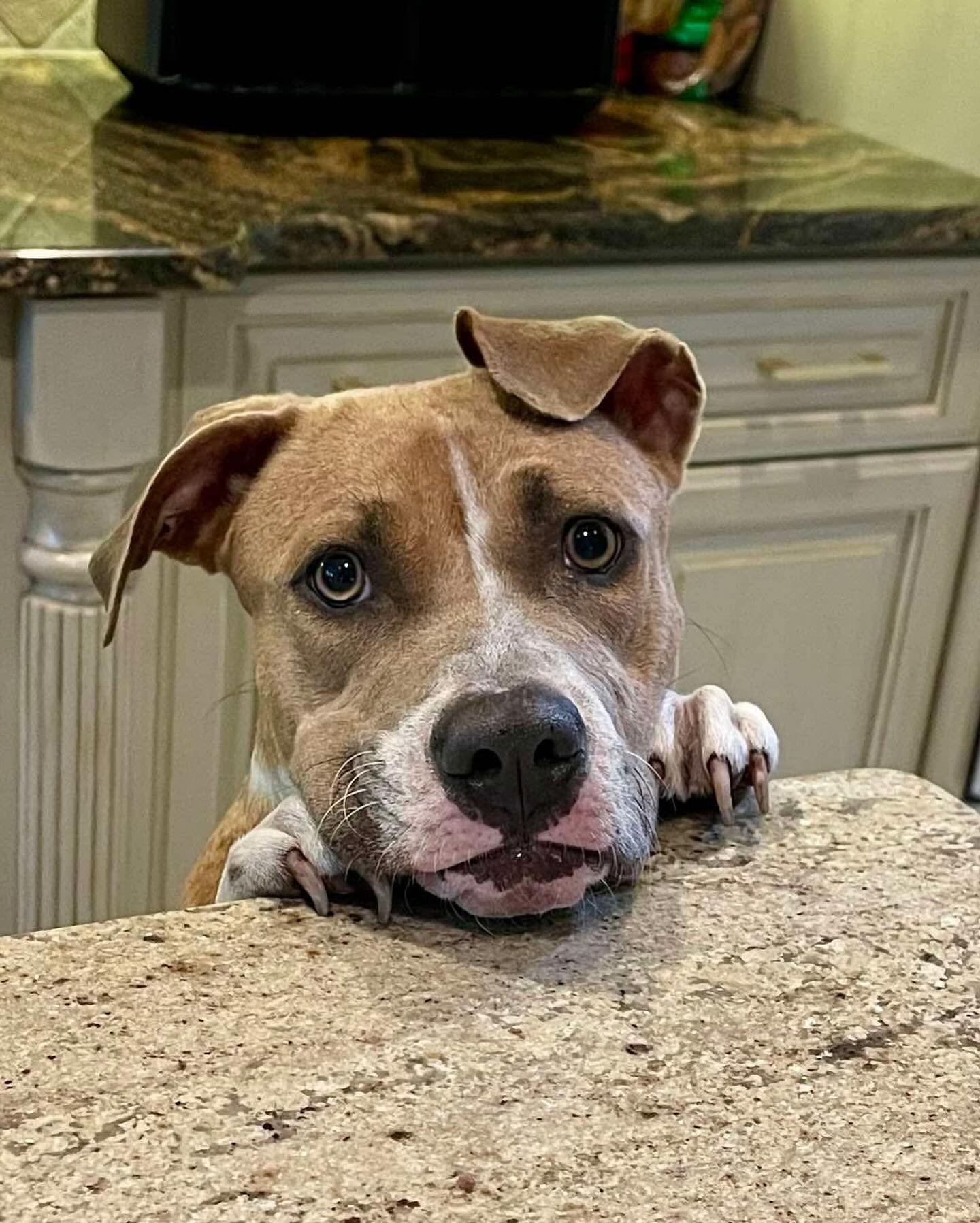 dog on the counter 