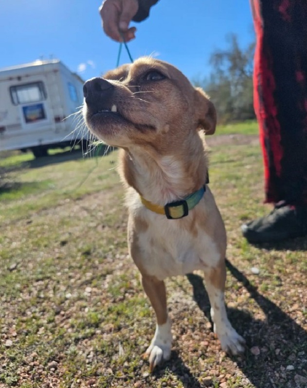dog outside