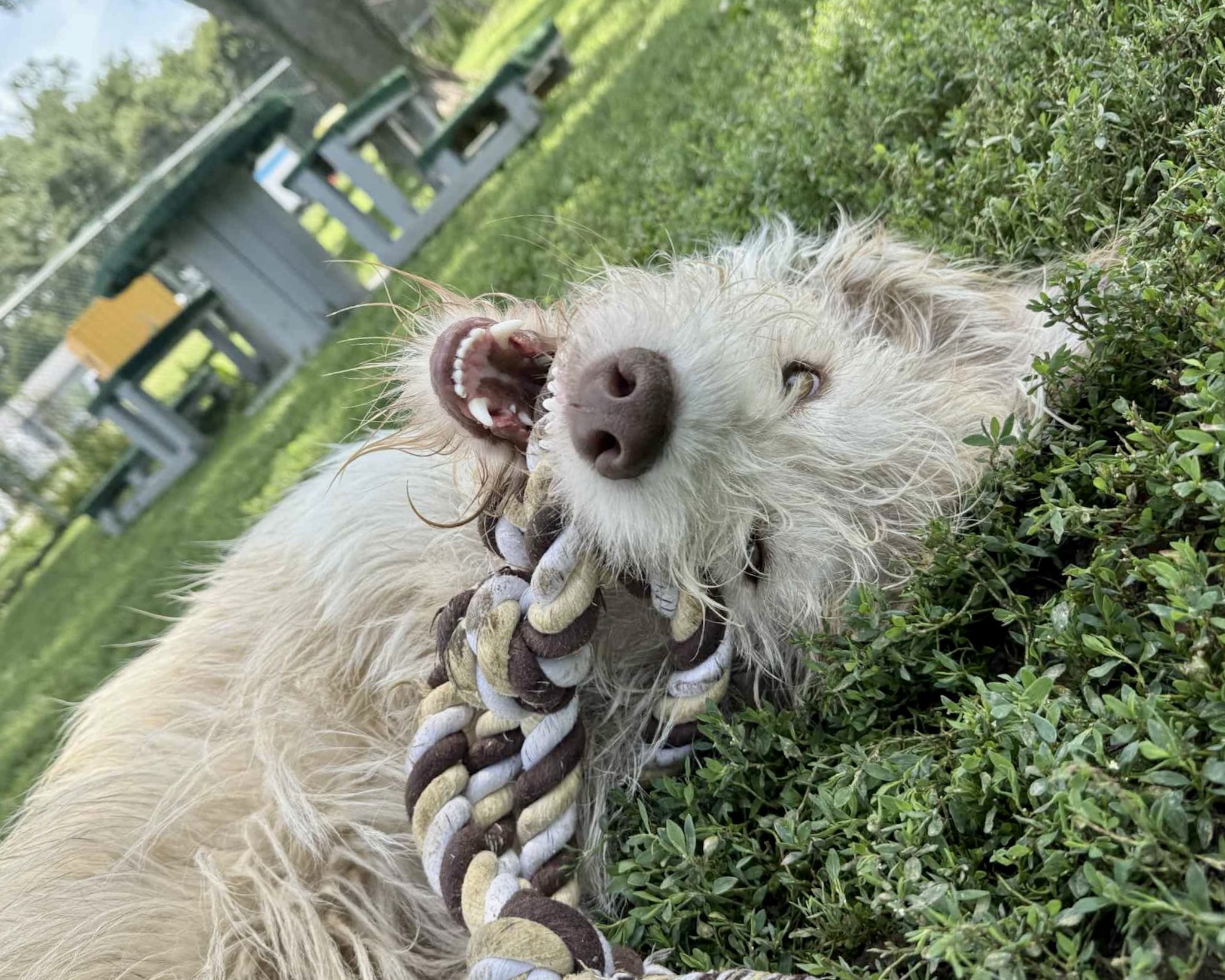 dog playing on grass