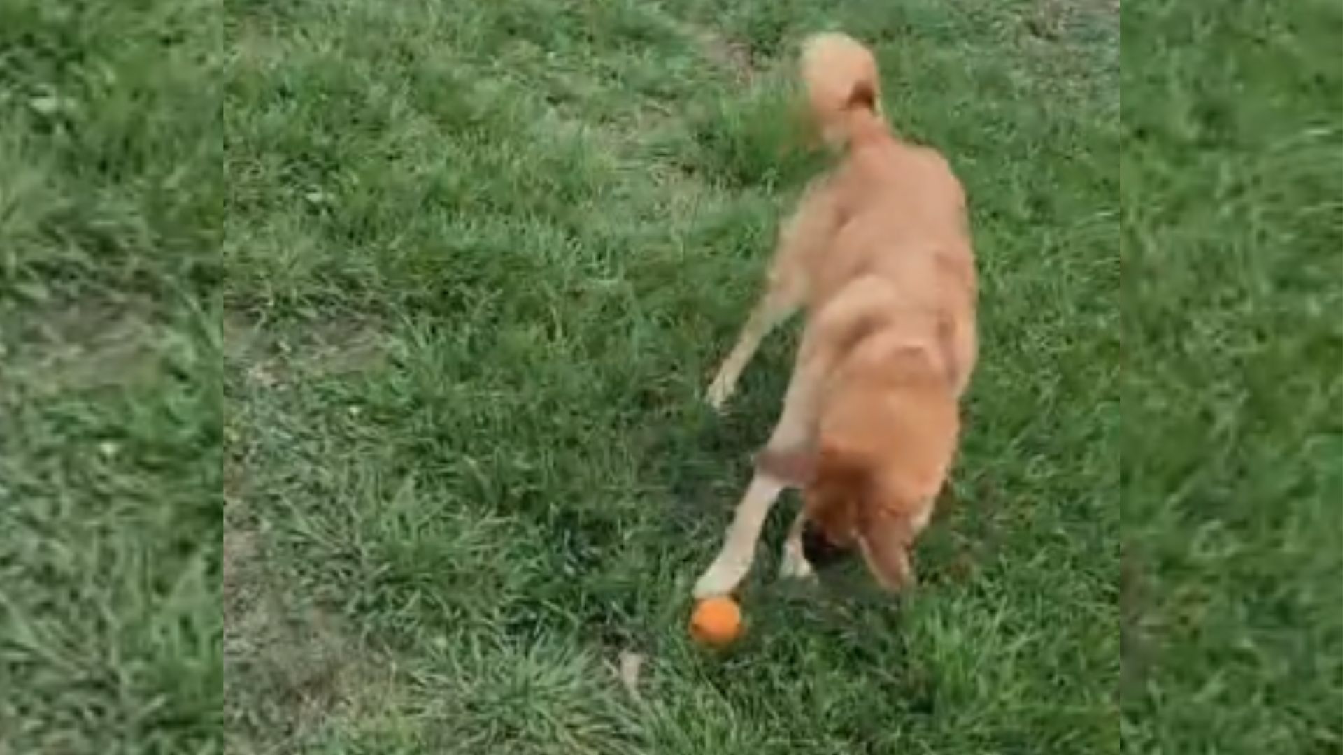 dog playing outside