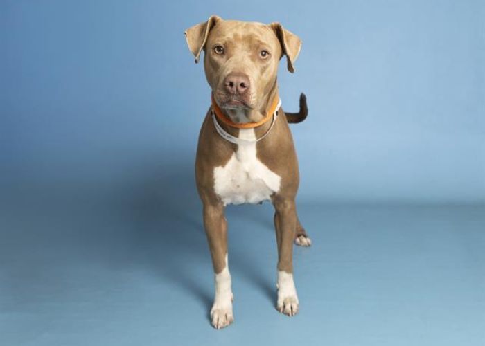 dog posing on blue background