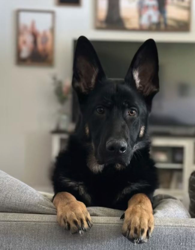 dog posing on couch 