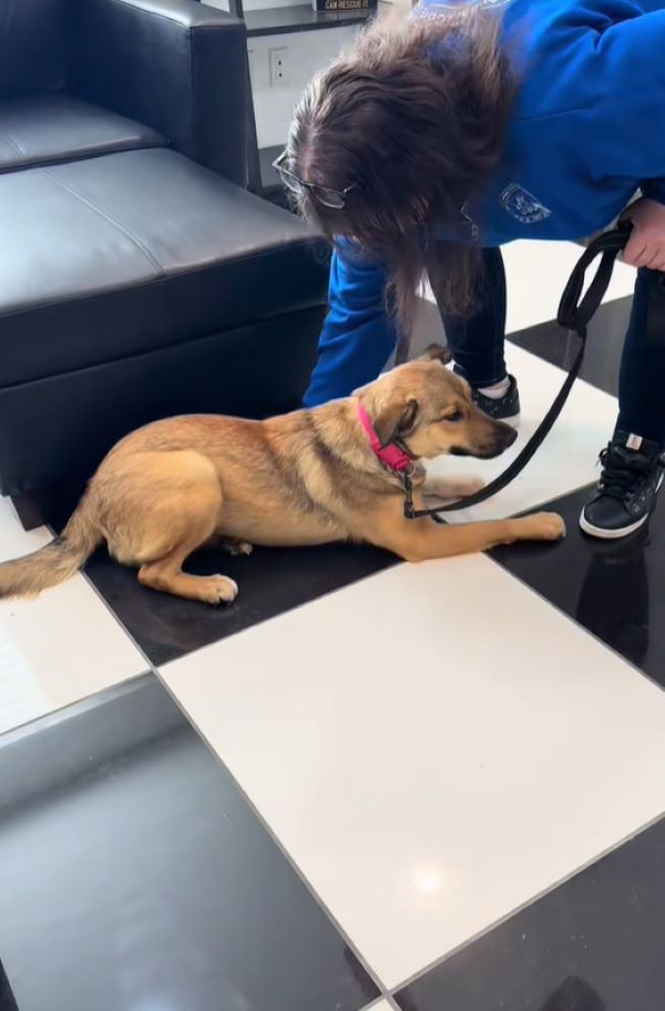 dog refuses to move