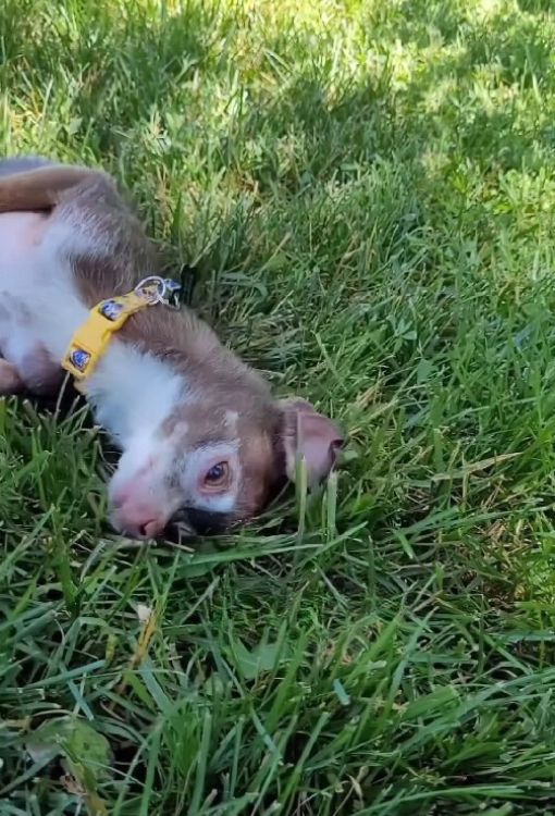 dog rolling on grass 