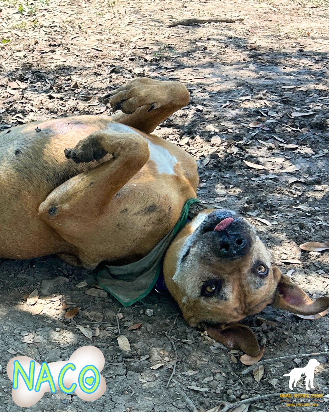 dog rolling on ground
