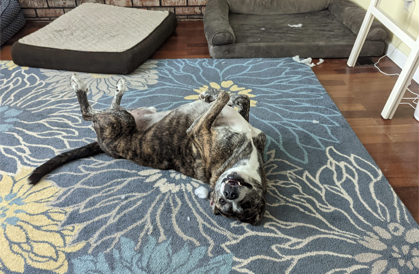 dog rolling on the ground