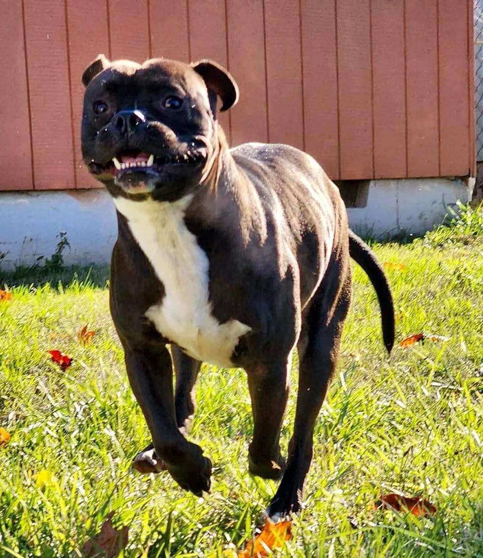 dog running in field 