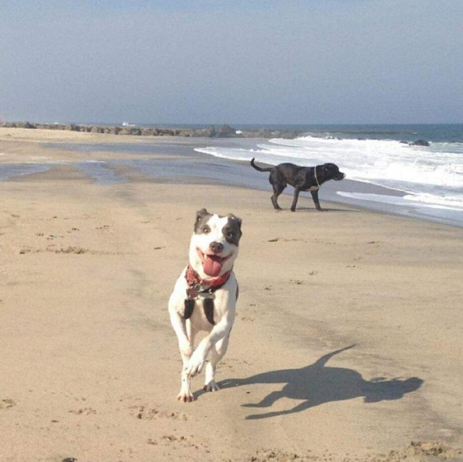 dog running on beach